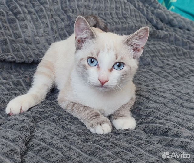 Кошка в добрые руки котенок девочка бесплатно