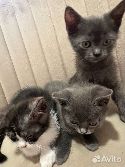 Породистые котята