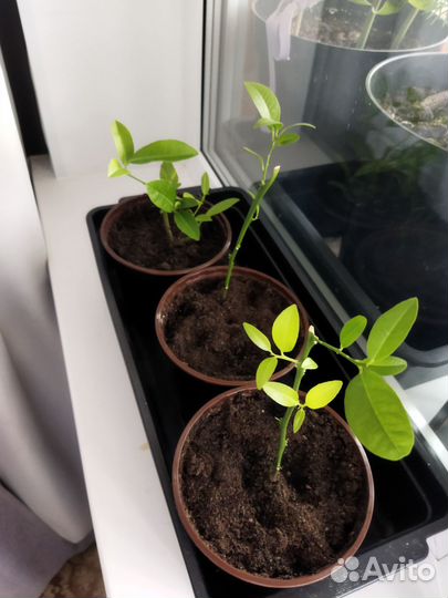 Мандарин саженец. Подарок на день мамы