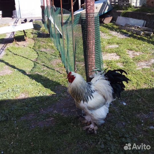 Светлое брамо