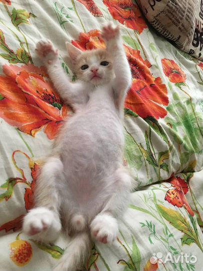 Отдам котенка