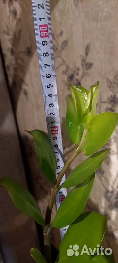 Замиокулькас