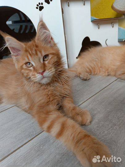 Кистястые мейн куны из питомника