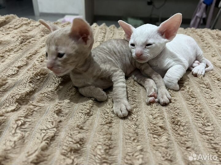 Котёнок корниш-рекс