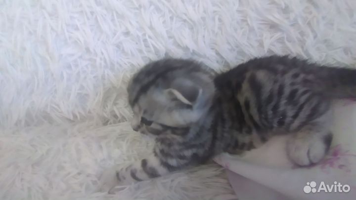 Шотландская вислоухая