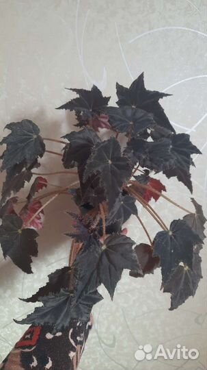 Бегония клеопатра