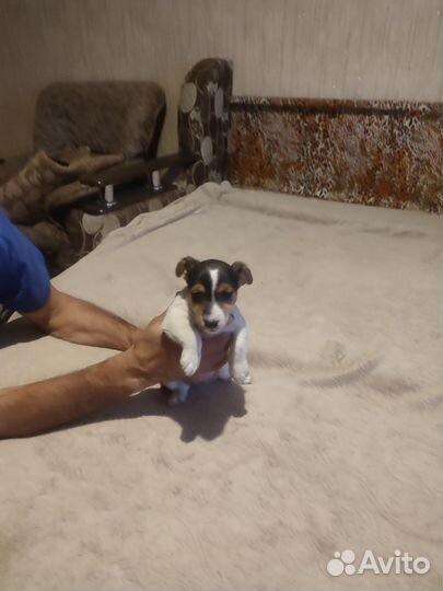 Щенки джек рассел терьер гладкошерстный