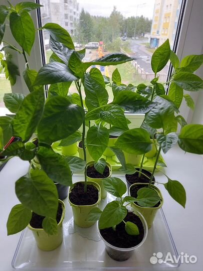 Рассада перца