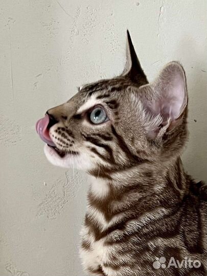 Бенгальские котята