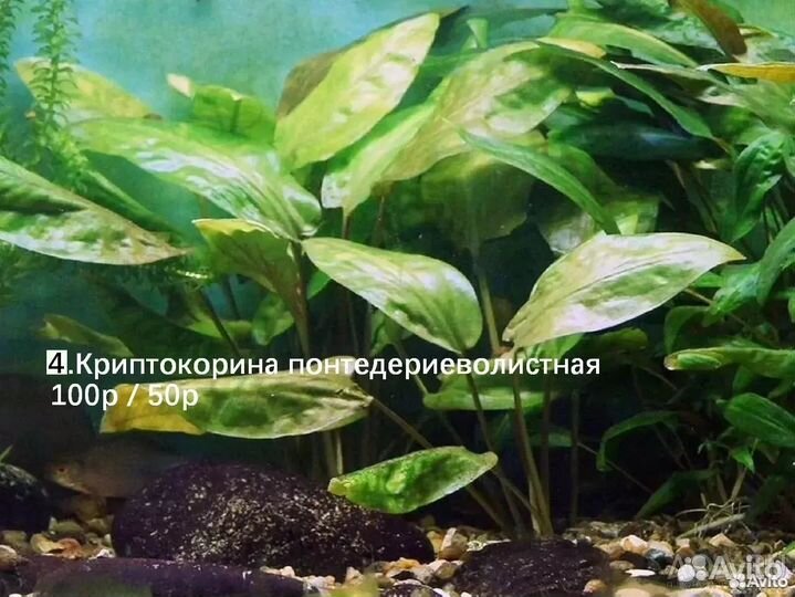 Аквариумные растения
