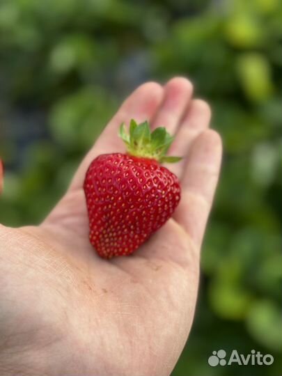 Рассада клубники Азия, Альбион