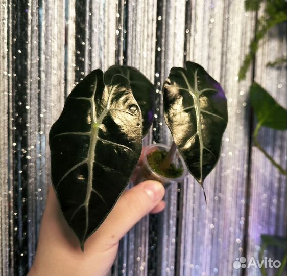 Алоказия полли