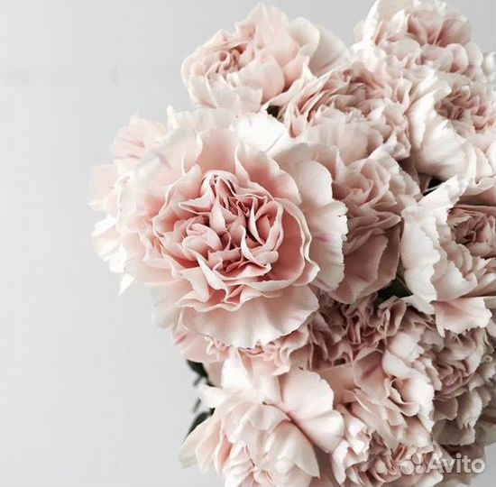 Гвоздика оптом