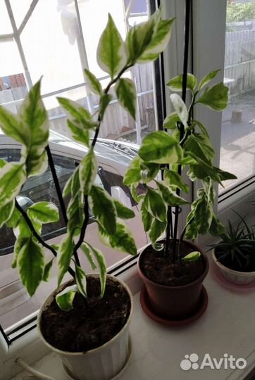 Педилантус