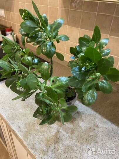 Комнатные растения