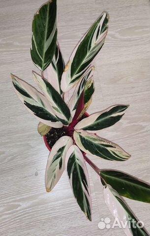 Строманта триколор