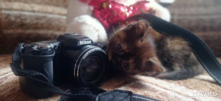 Котята