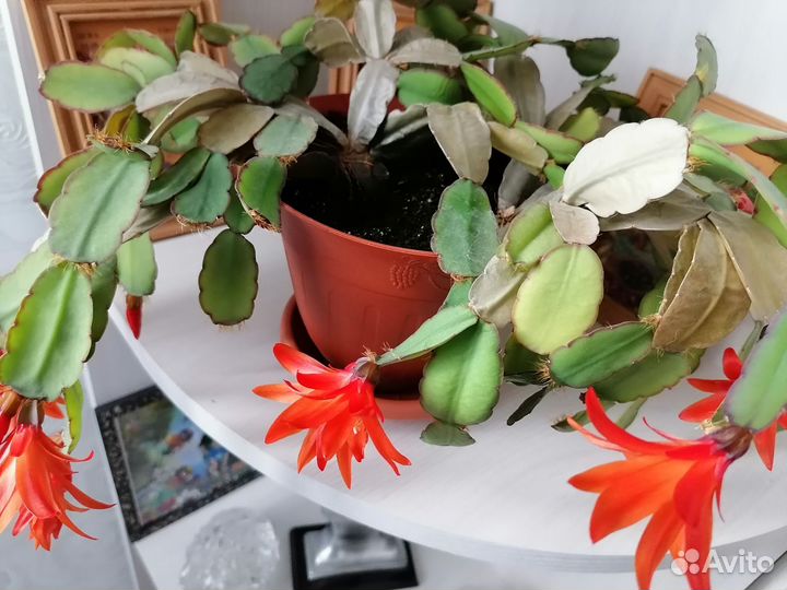 Укорененный Декабрист