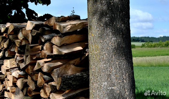 Дрова естесвенной влажности