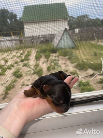 Йоркширский терьер