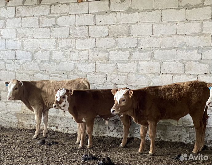 Продаются бычки