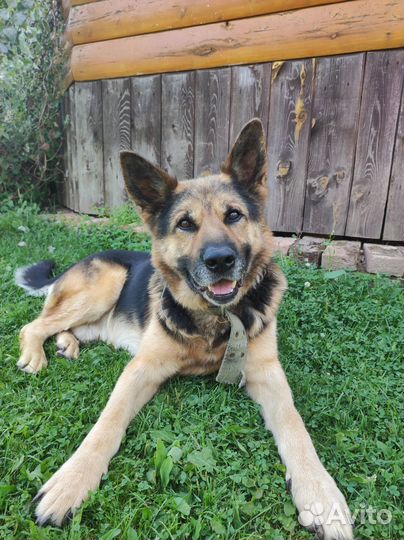 Выгул собак