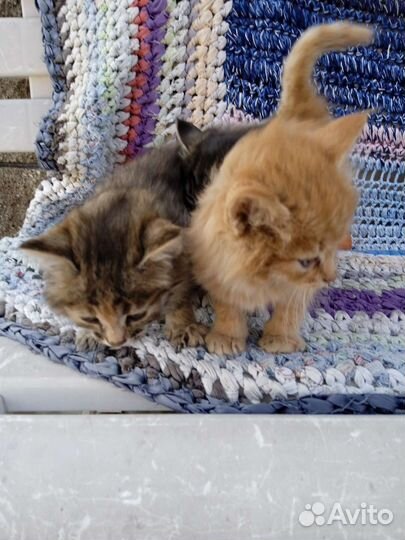 Кошка в дар