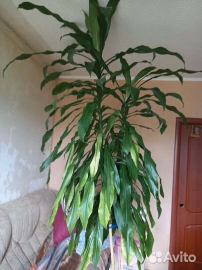 Пальма Юкка