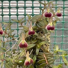 Мини-орхидея Epidendrum peperomia (porpax)