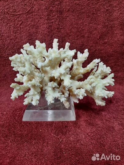 Коралл натуральный. Ветка.на подставке. 1976 год