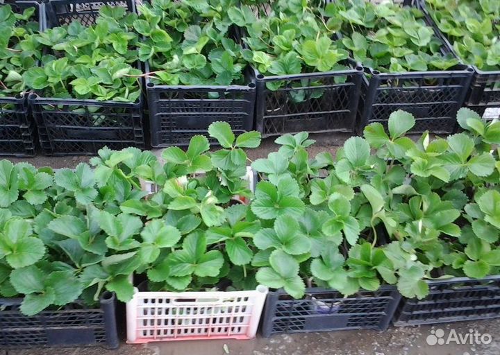 Рассада от А до Я. Рассада Арбуза, Помидор, Перца