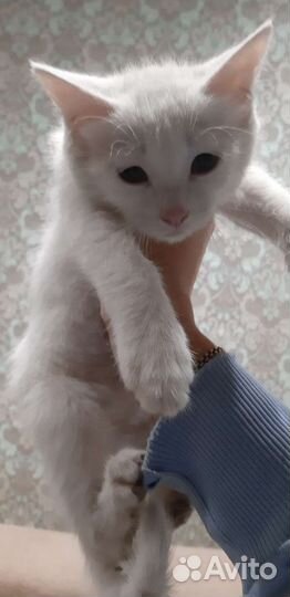 Кошка в дар бесплатно