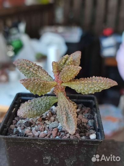 Адромискусы 2