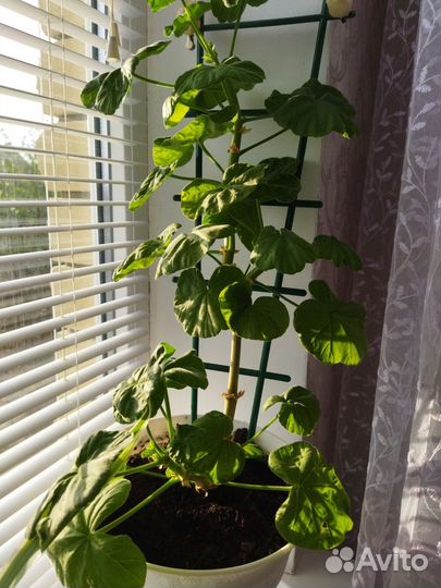 Герань красная