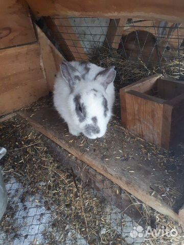 отдать в добрые руки кота город радужные хмао. дикая лиса.