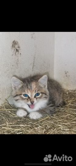 Отдам котят