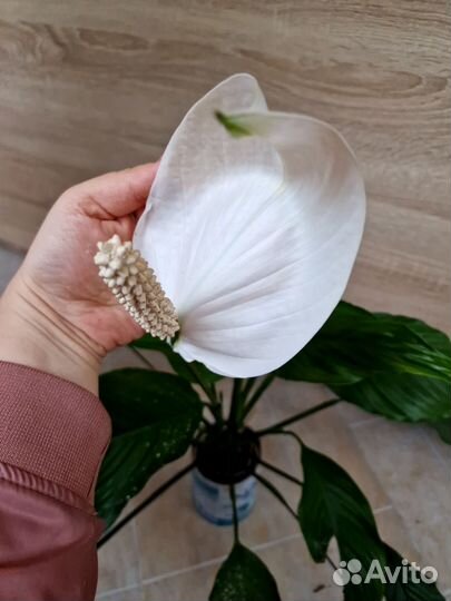 Спатифиллум