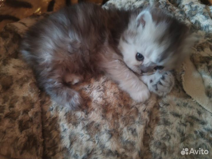 Персидские котята