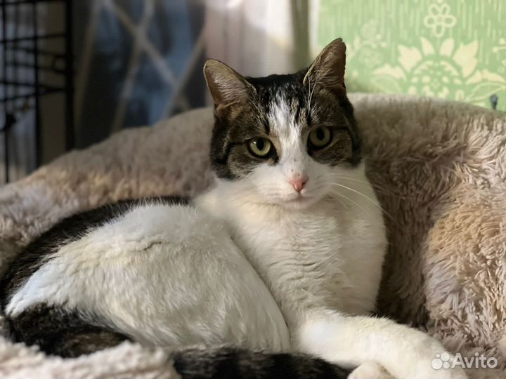 Кошка, девочка, крыселовка