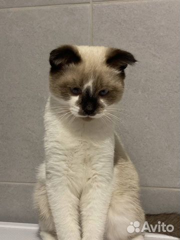 Сиамский вислоухий котенок объявление продам