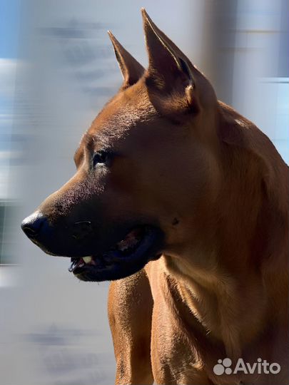 Тайский риджбек (вязка)