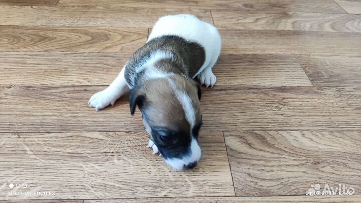 Джек Рассел терьер