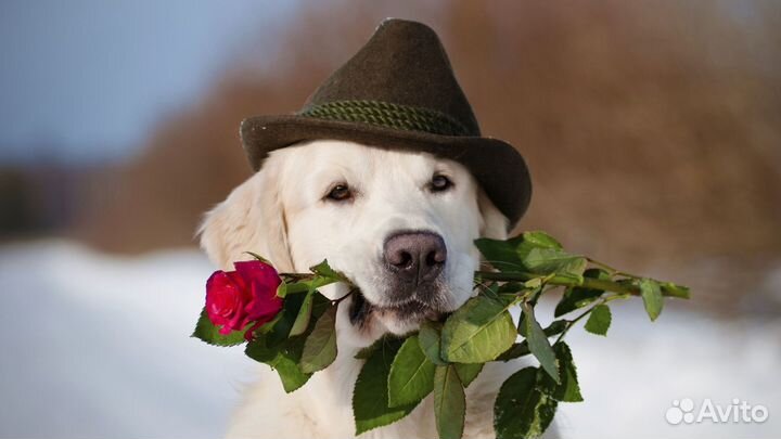 Груминг собак и кошек