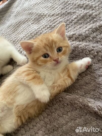 Британские котята