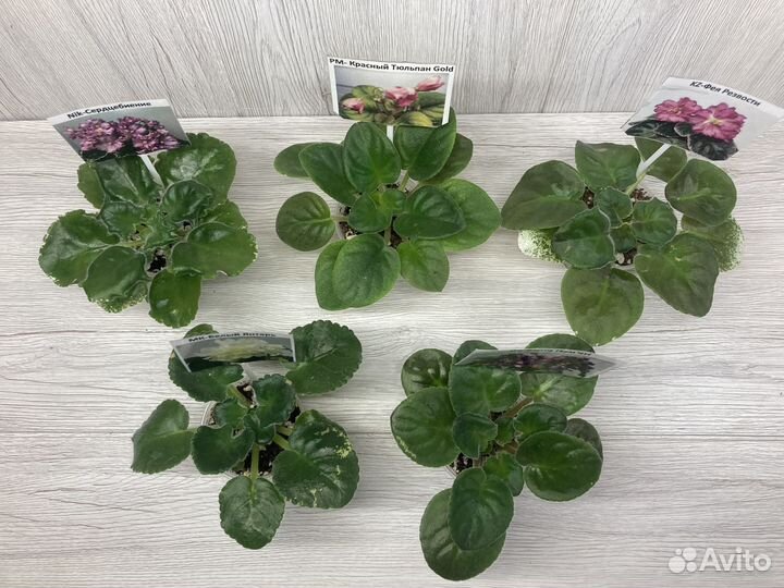 Небольшие детки сортовых фиалок