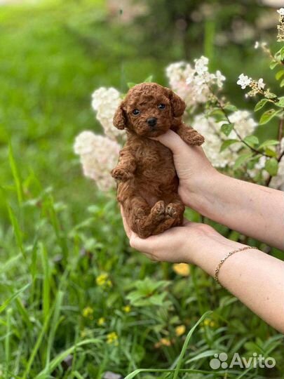 Мальтипу микро тикап тедди пудель (China)
