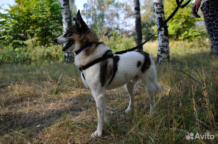 Нежный Раф в дар