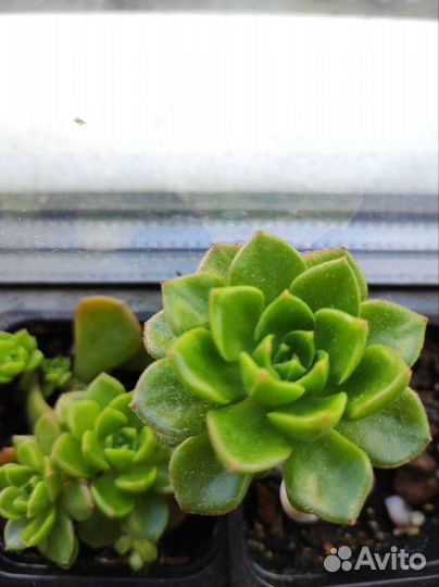 Суккуленты