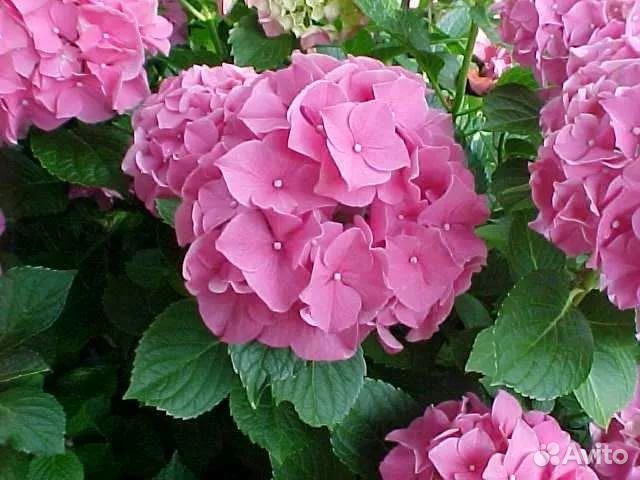 Гортензия крупнолистная Букет Роуз