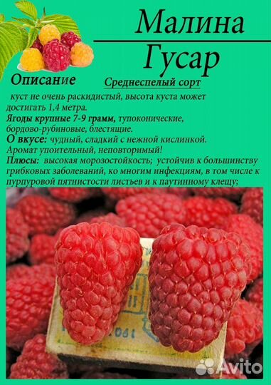 Ремонтантная малина